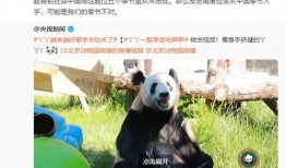 大熊猫YY最新爆料消息,揭秘神秘生活幕后故事